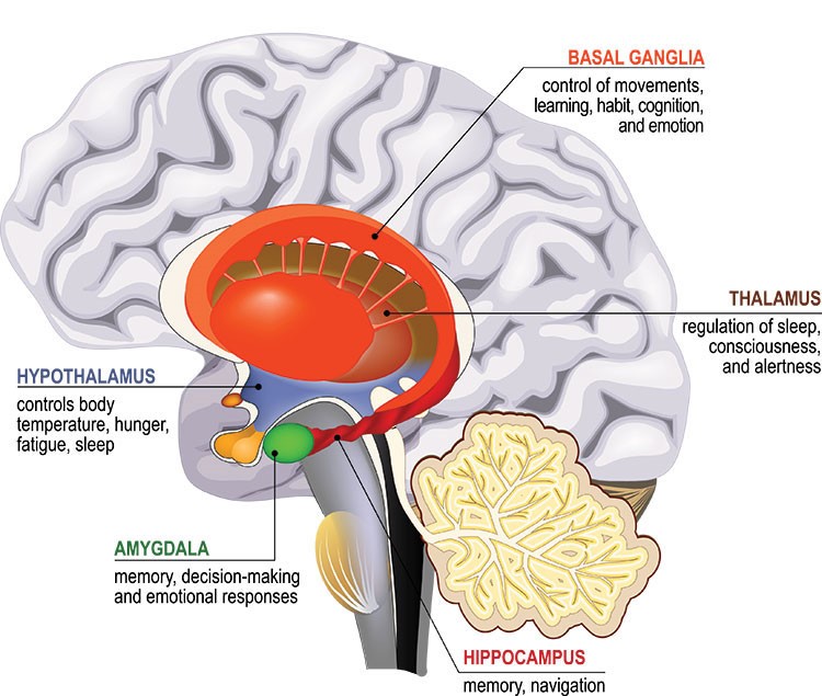 Spravato Brain Illustration