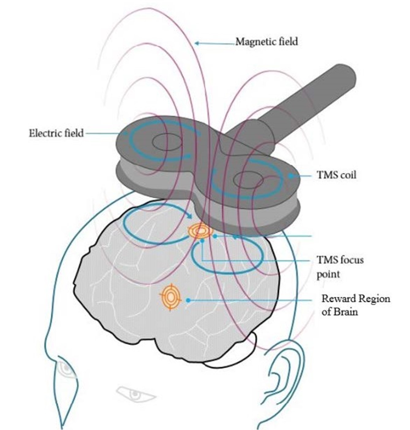 TMS Brain Illustration Electric Field
