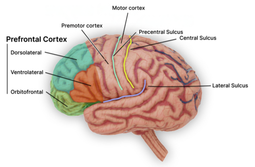 TMS Brain Illustration